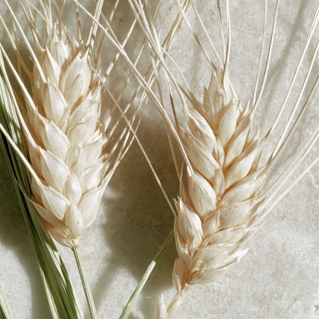 Wheat protein